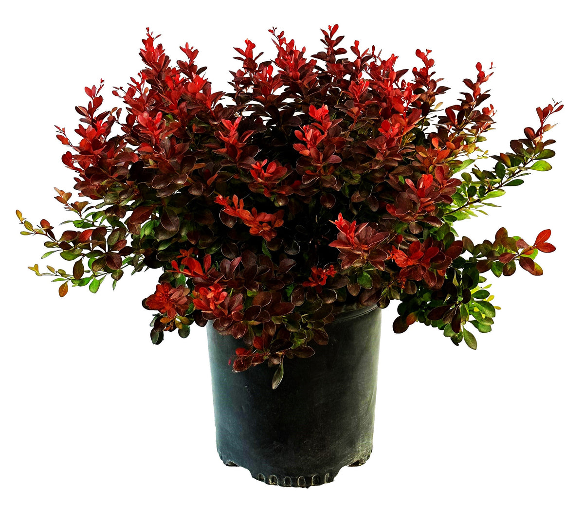 Crimson Pygmy Dwarf Barberry - #3 container - 2.25 gal actual - representative size photo