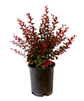 Crimson Pygmy Dwarf Barberry - #1 container - 2.5 qt actual - representative size photo