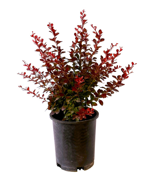 Crimson Pygmy Dwarf Barberry - #1 container - 2.5 qt actual - representative size photo
