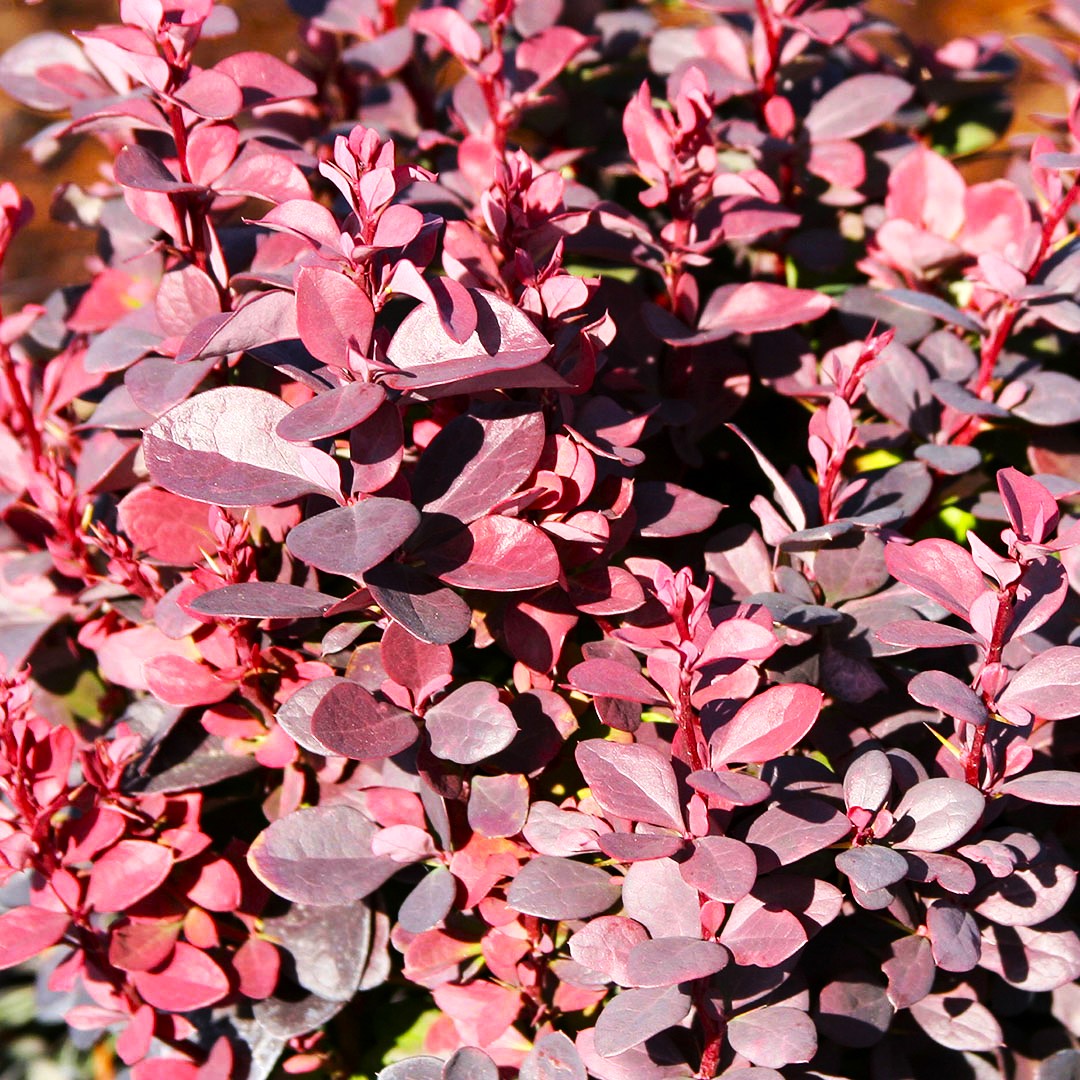 Crimson Pygmy Dwarf Barberry - foliage view 2