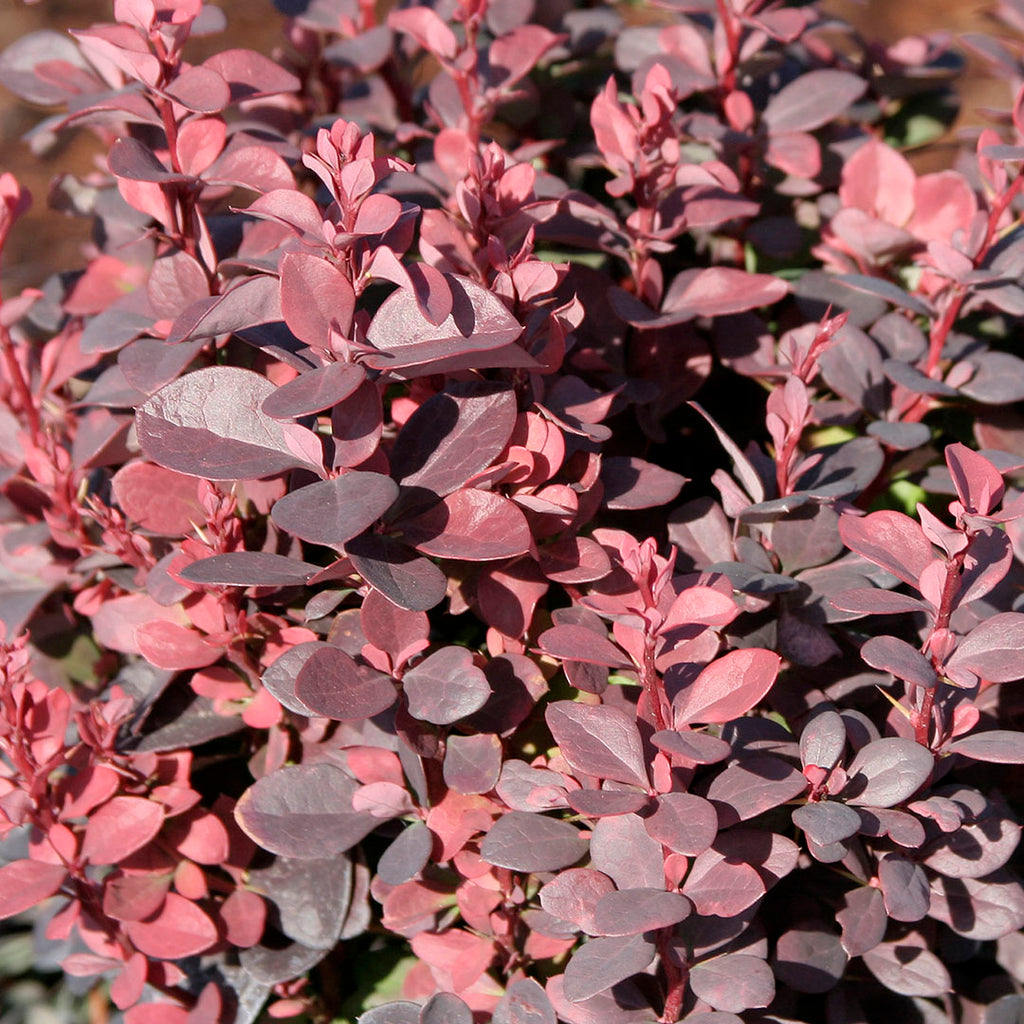 Crimson Pygmy Dwarf Barberry - closeup view 3