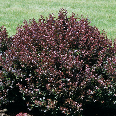 Crimson Pygmy Dwarf Barberry - landscape view 1