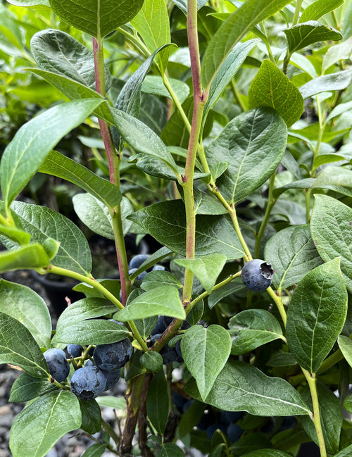 Duke Blueberry - foliage view 1