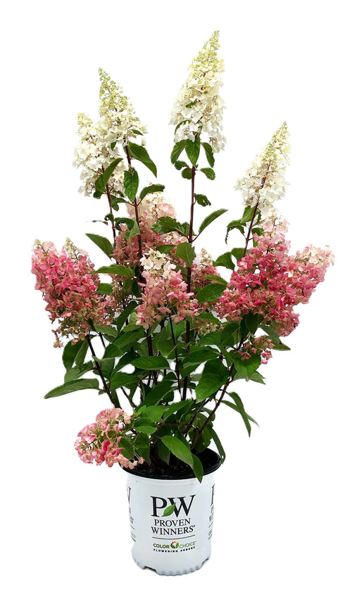 Pinky Winky® Hydrangea - #2 container - 2 gal actual - representative size photo