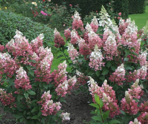 Pinky Winky® Hydrangea - landscape view 1
