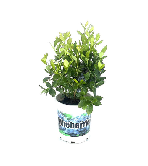 Duke Blueberry - #1 container - 2.5 qt actual - representative size photo